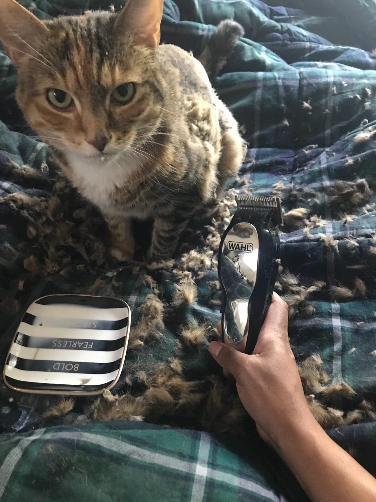 Wahl USA Pet-Pro Corded Dog Grooming Clipper Kit, Fine & Medium Coats customer photo 1
