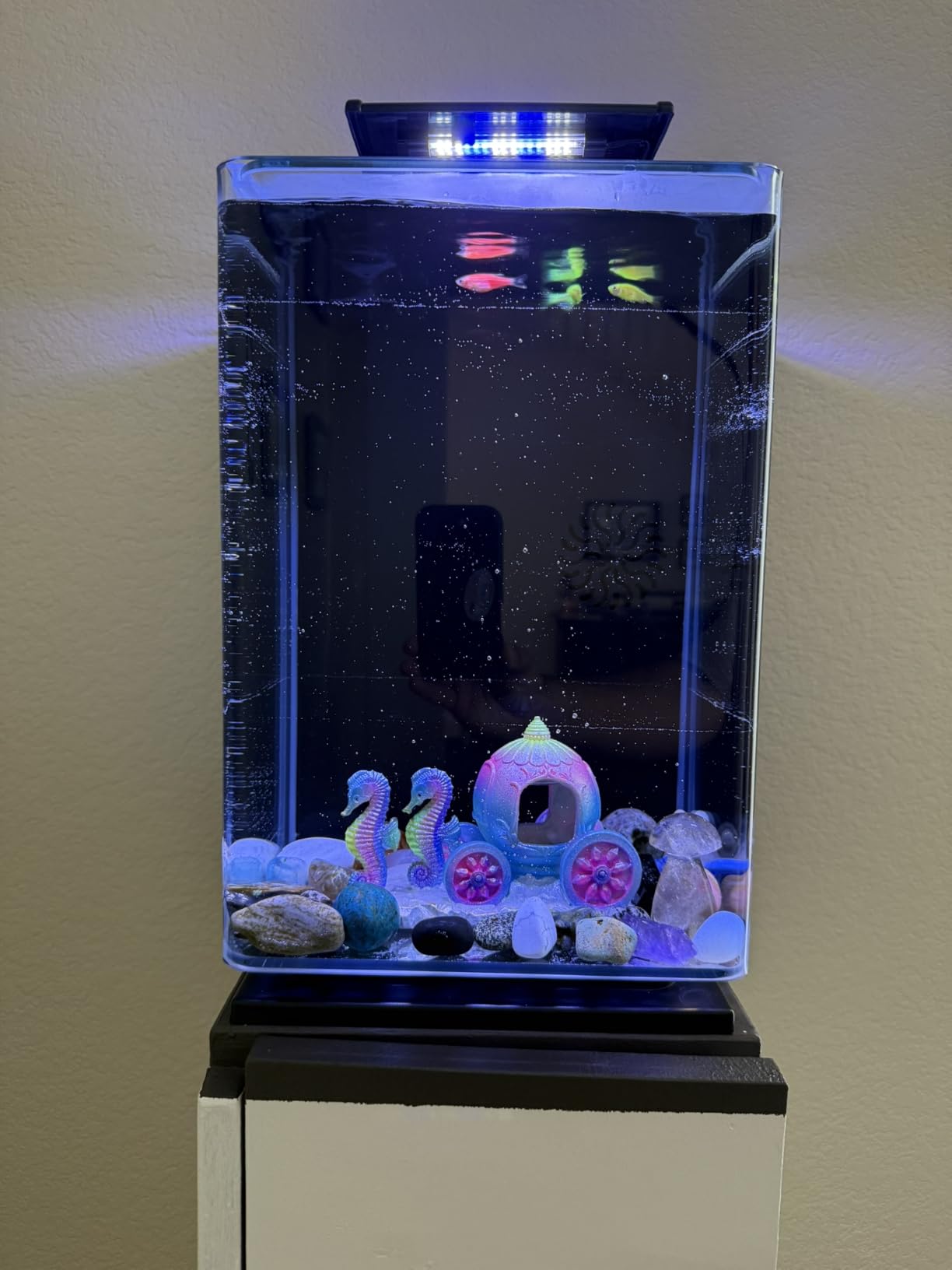 Marineland Portrait Glass LED Aquarium Kit, 5 Gallons, Hidden Filtration,Black customer photo 2
