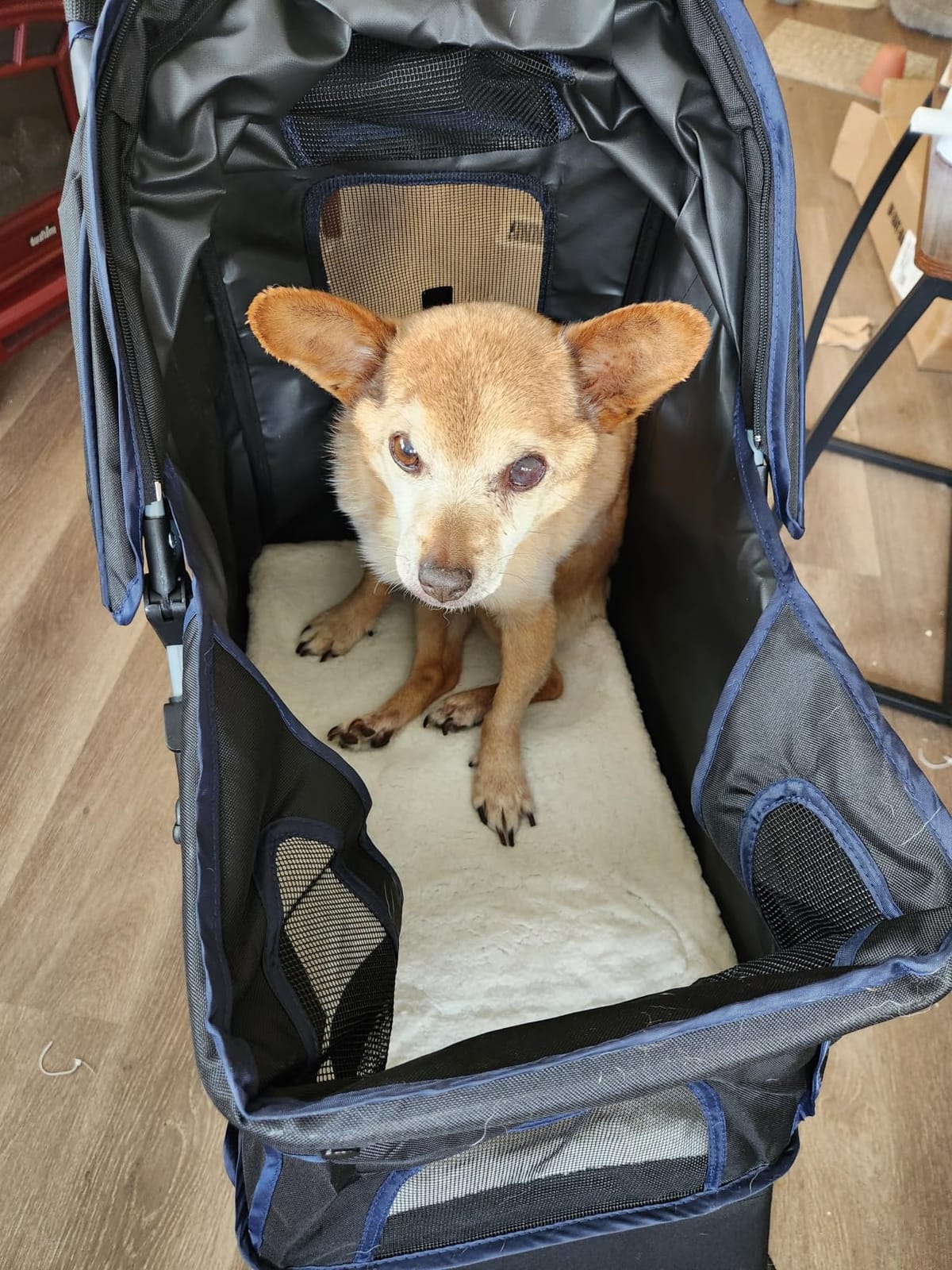 BestPet | 4-Wheel Foldable Pet Stroller | Black | Lightweight & Portable customer photo 1