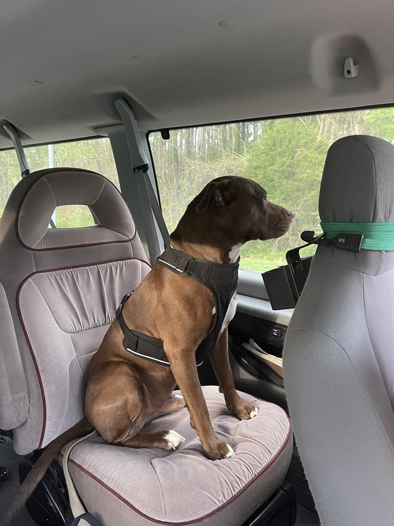 DNA MY DOG - Dog DNA Test Kit | 350+ Breeds Identified | 99%+ Accuracy | Allergy Risk Score | Personality & Behavior Insights | Results in 2-3 Weeks | customer photo 1