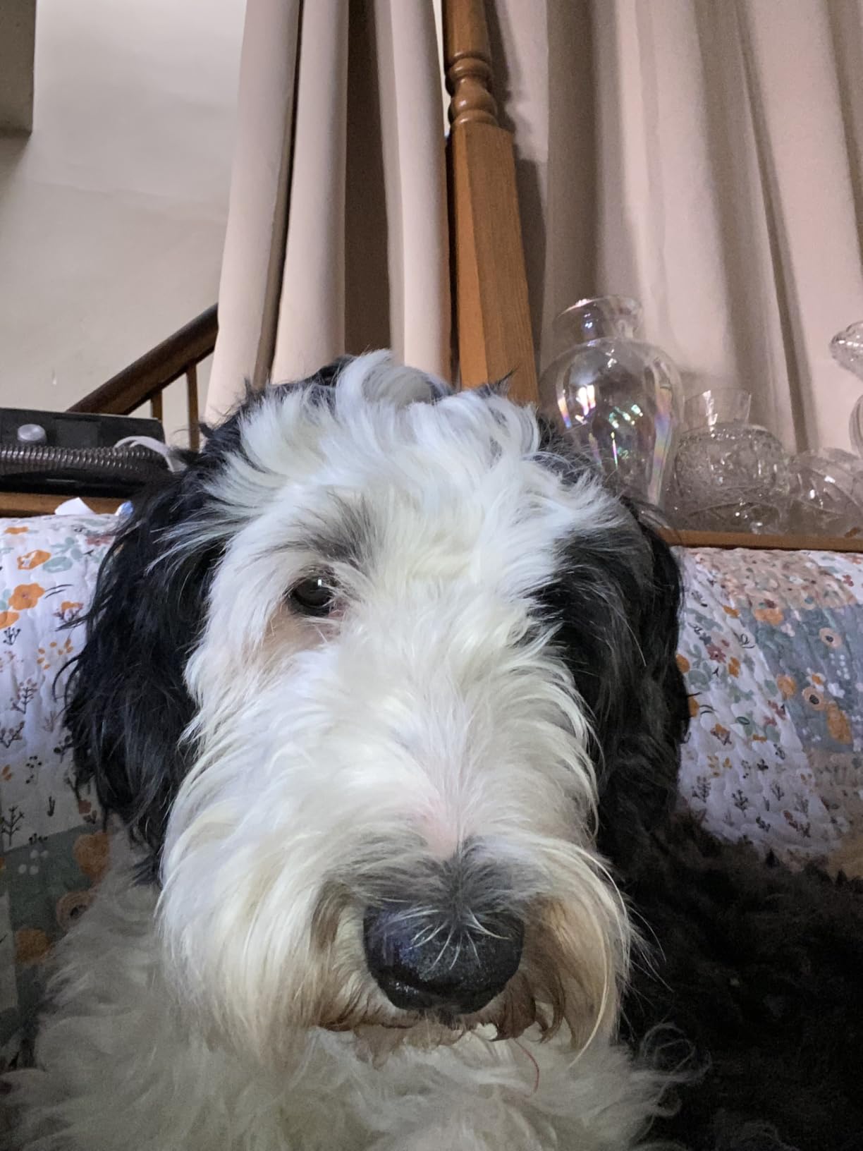 DNA MY DOG - Dog DNA Test Kit | 350+ Breeds Identified | 99%+ Accuracy | Allergy Risk Score | Personality & Behavior Insights | Results in 2-3 Weeks | customer photo 2
