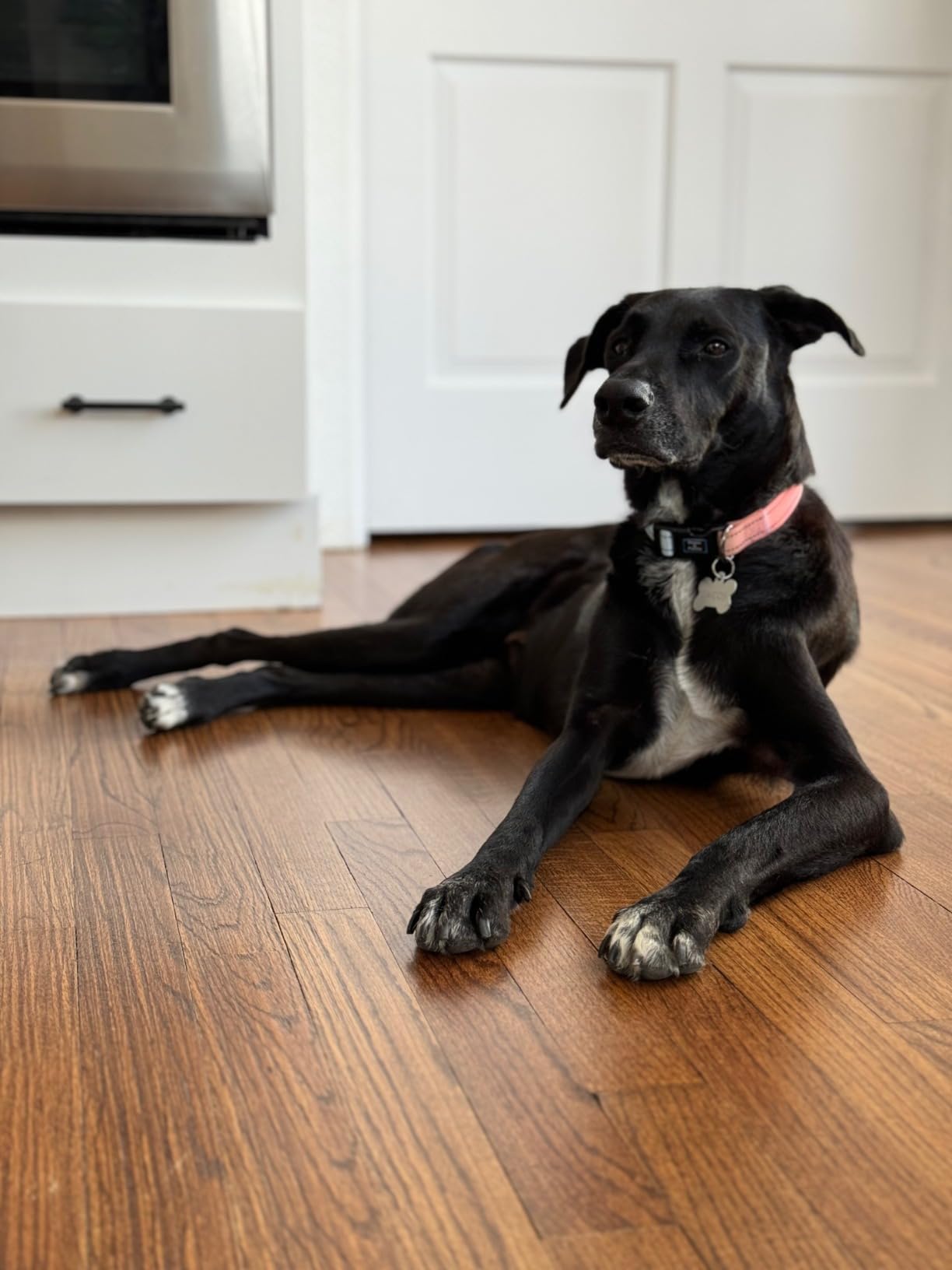 Embark Breed & Health Dog DNA Test – 400+ Breeds, 270+ Health Risks customer photo 1