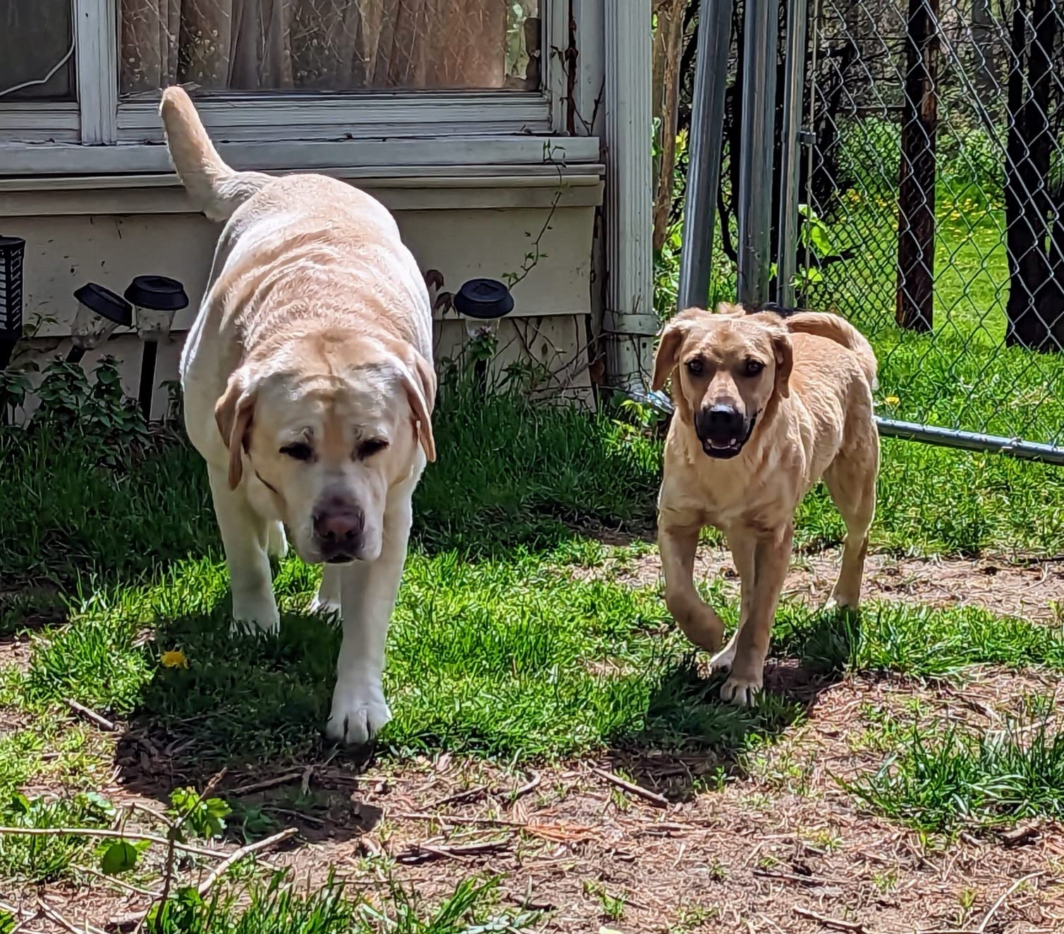 Embark Breed & Health Dog DNA Test – 400+ Breeds, 270+ Health Risks customer photo 2