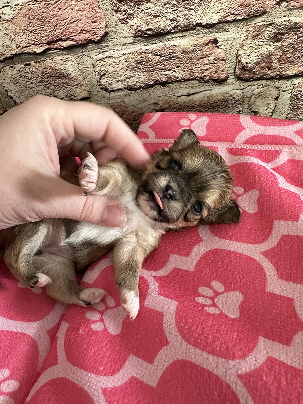 Embark Purebred Dog DNA Test - 270+ Genetic Health Conditions, 55 Physical Traits, Coefficient of Inbreeding (COI), Relatives, Breed Confirmation customer photo 1