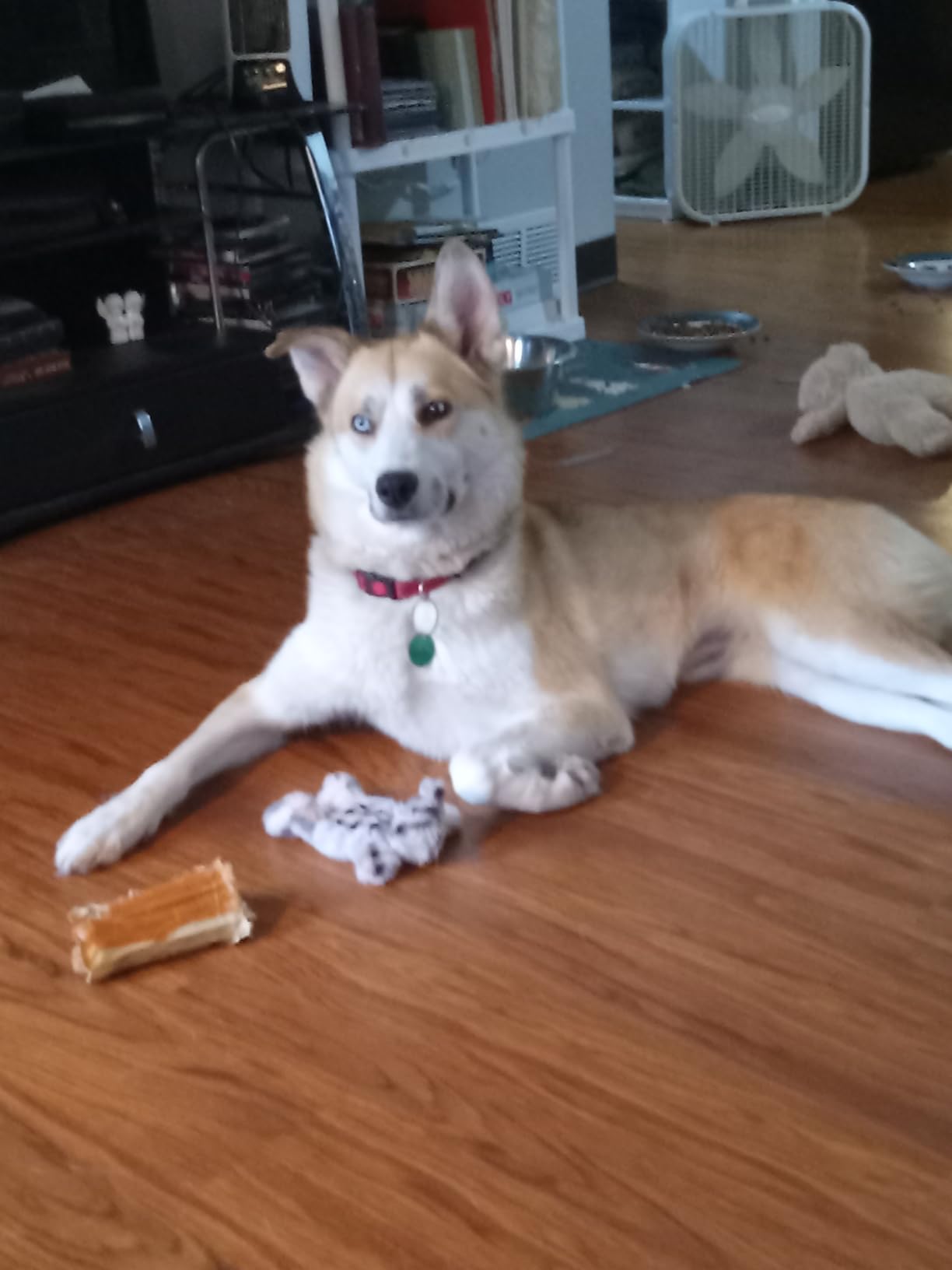 DNA My Dog Premium Dog DNA Test – Identify 350+ Breeds | Genetic Health & Trait Screening | Wolf DNA & Genetic Age | Easy At-Home Cheek Swab customer photo 2