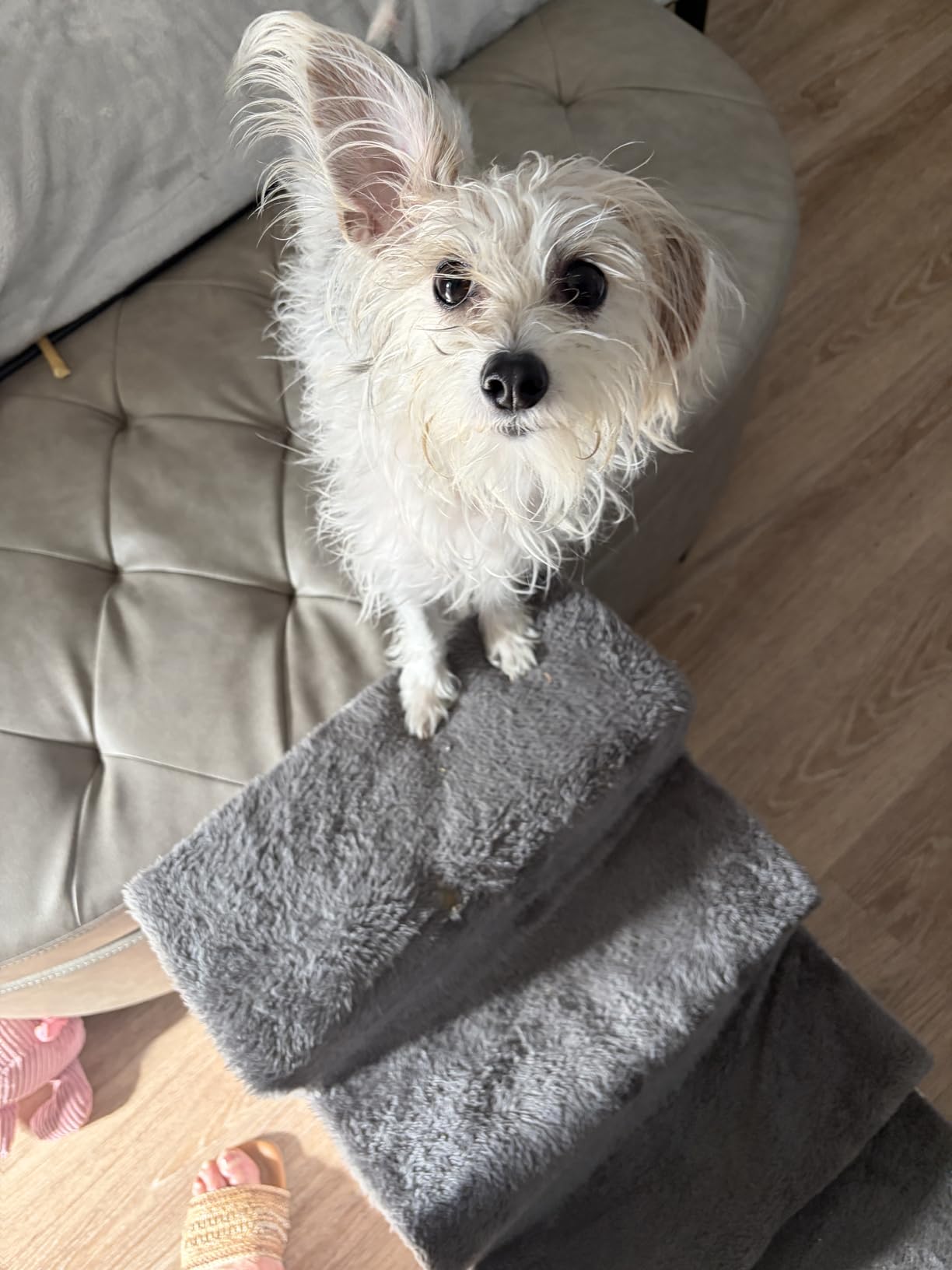 DNA MY DOG Vet-Recommended and Most Accurate Allergy Test for Itchy, Sensitive Dogs | Cheek Swab – The Gold Standard of Testing | Tests for All Common Food & Environmental Allergens | Custom Report customer photo 2