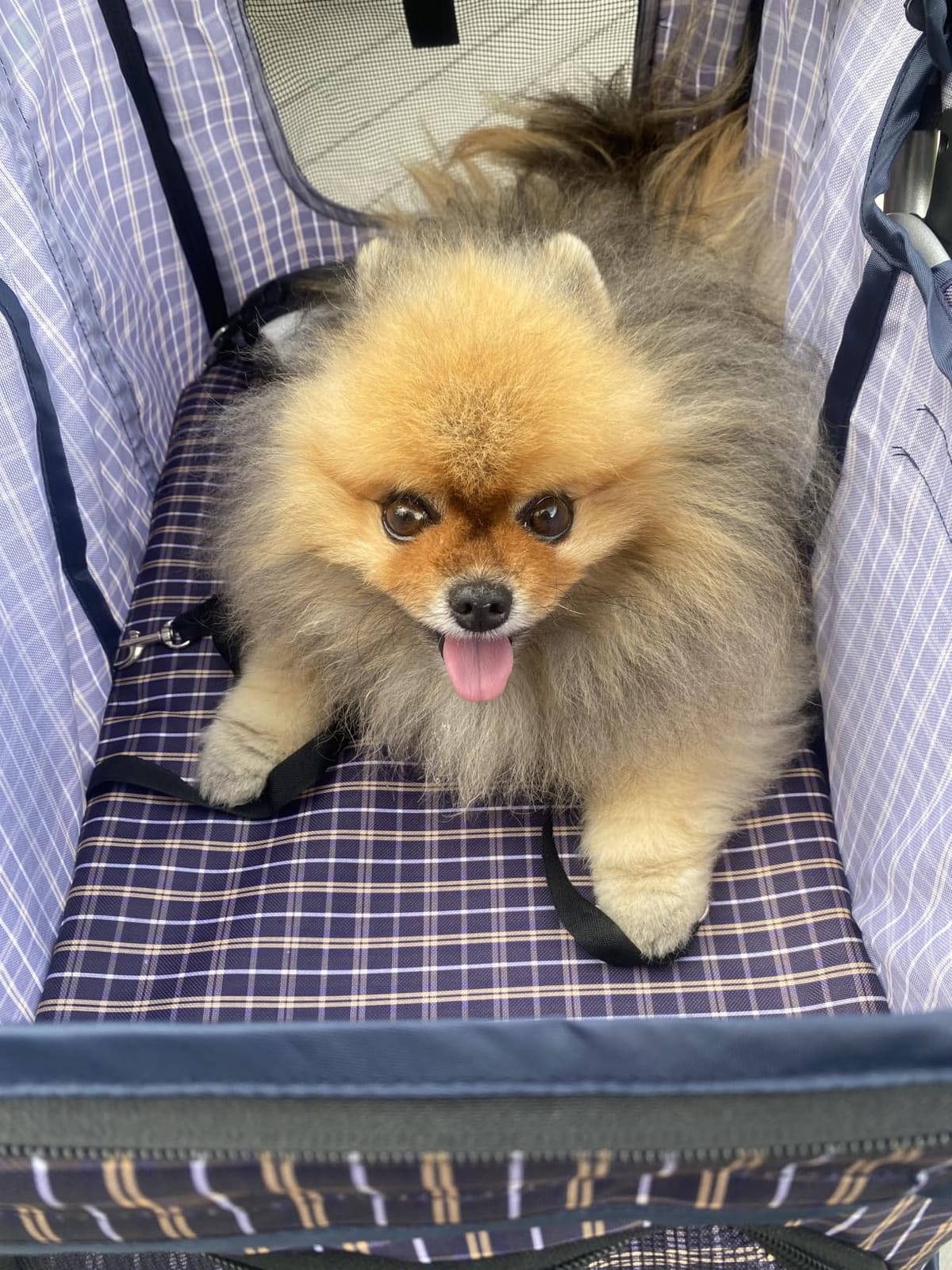 Magshion 3-Wheel Pet Stroller for Small/Medium Dog Cat, Up to 33lbs, Pink customer photo 2