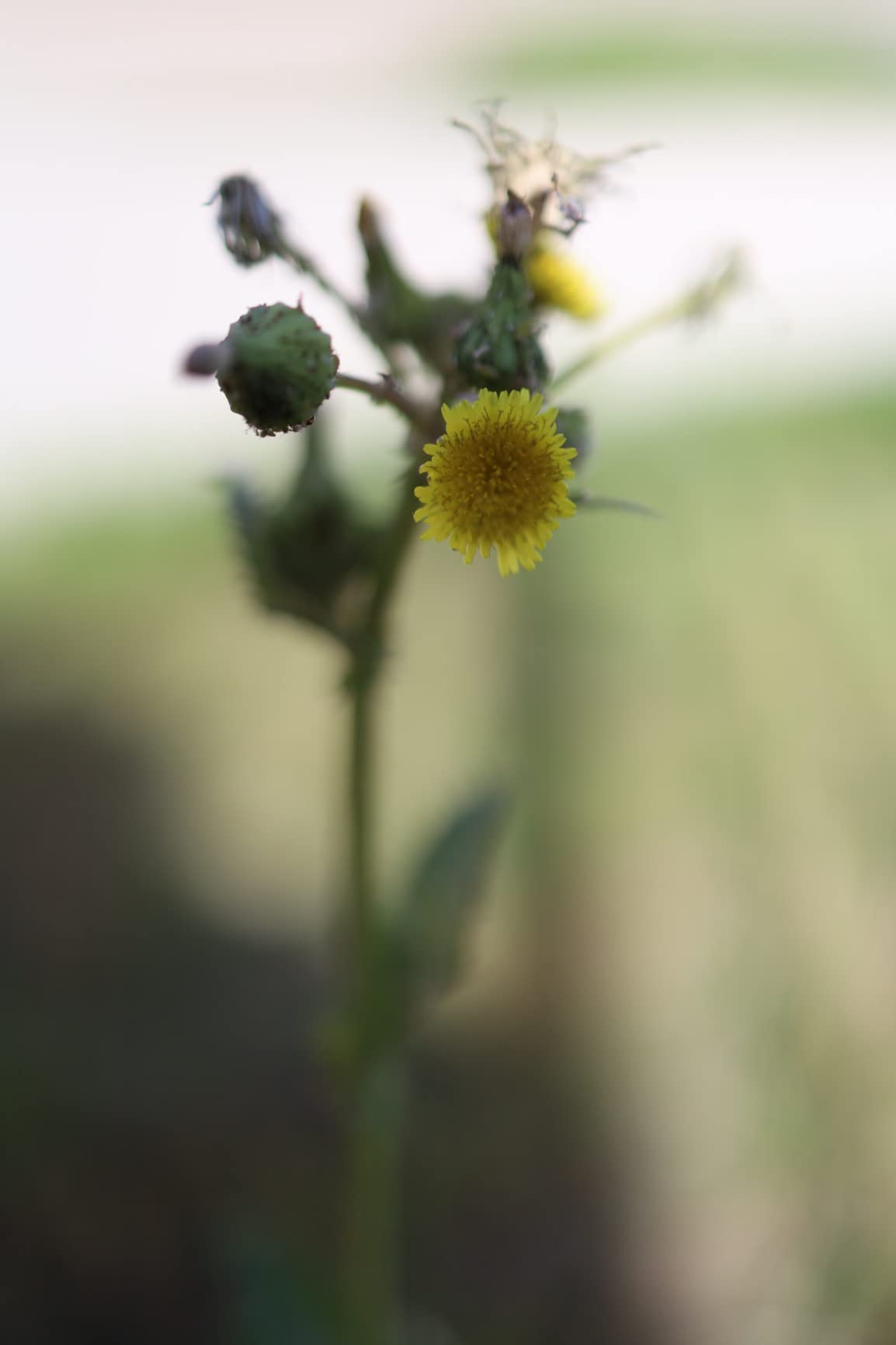 Canon RF35mm F1.8 is Macro STM Lens, Black, Compatible with EOS R Series Mirrorless Cameras customer photo 2