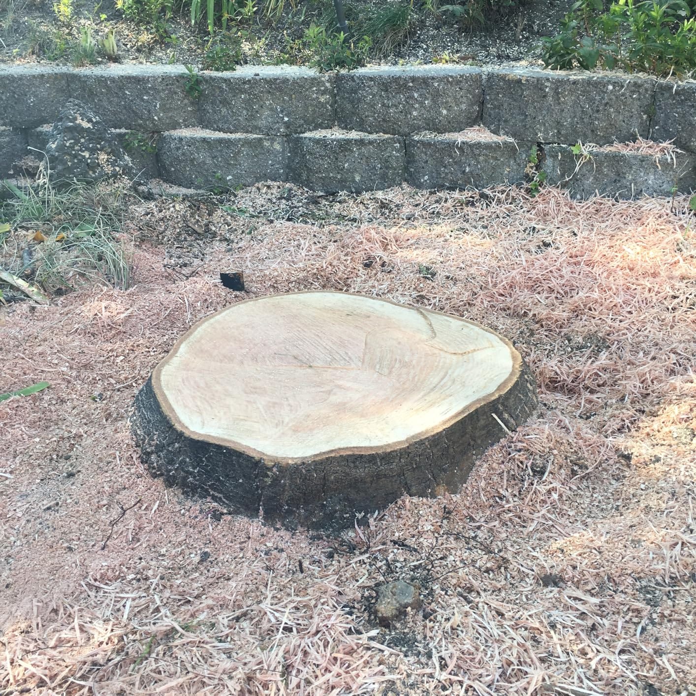 CRAFTSMAN Electric Chainsaw, 16 Inch, 12 Amp Corded Chain Saw Electric, Ergonomic, Powerful Motor (CMECS600) customer photo 2