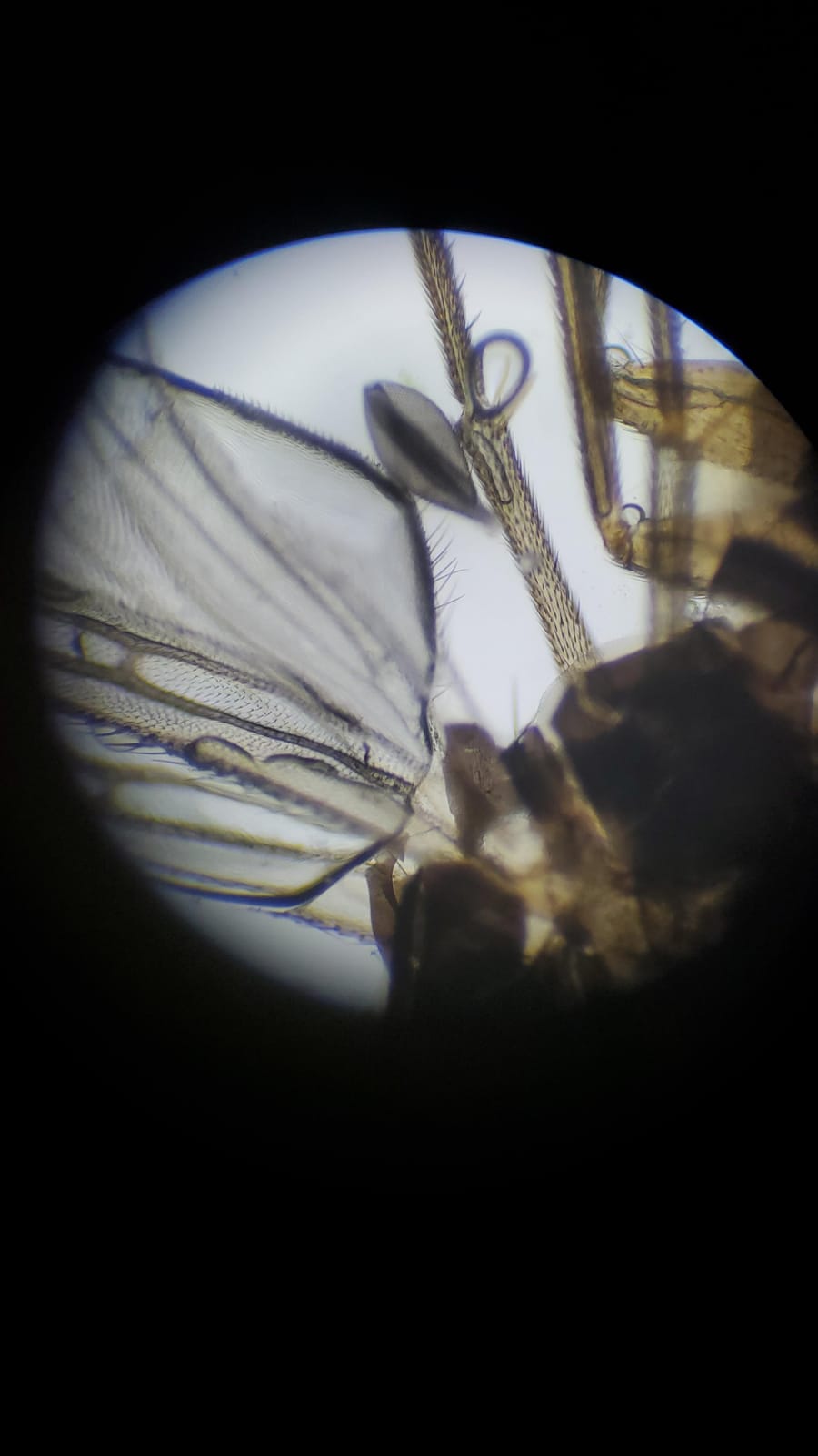 SWIFT SW380B 40X-2500X Magnification, Siedentopf Head, Research-Grade Binocular Compound Lab Microscope with Wide-Field 10X and 25X Eyepieces, Mechanical Stage, Ultra-Precise Focusing customer photo 1