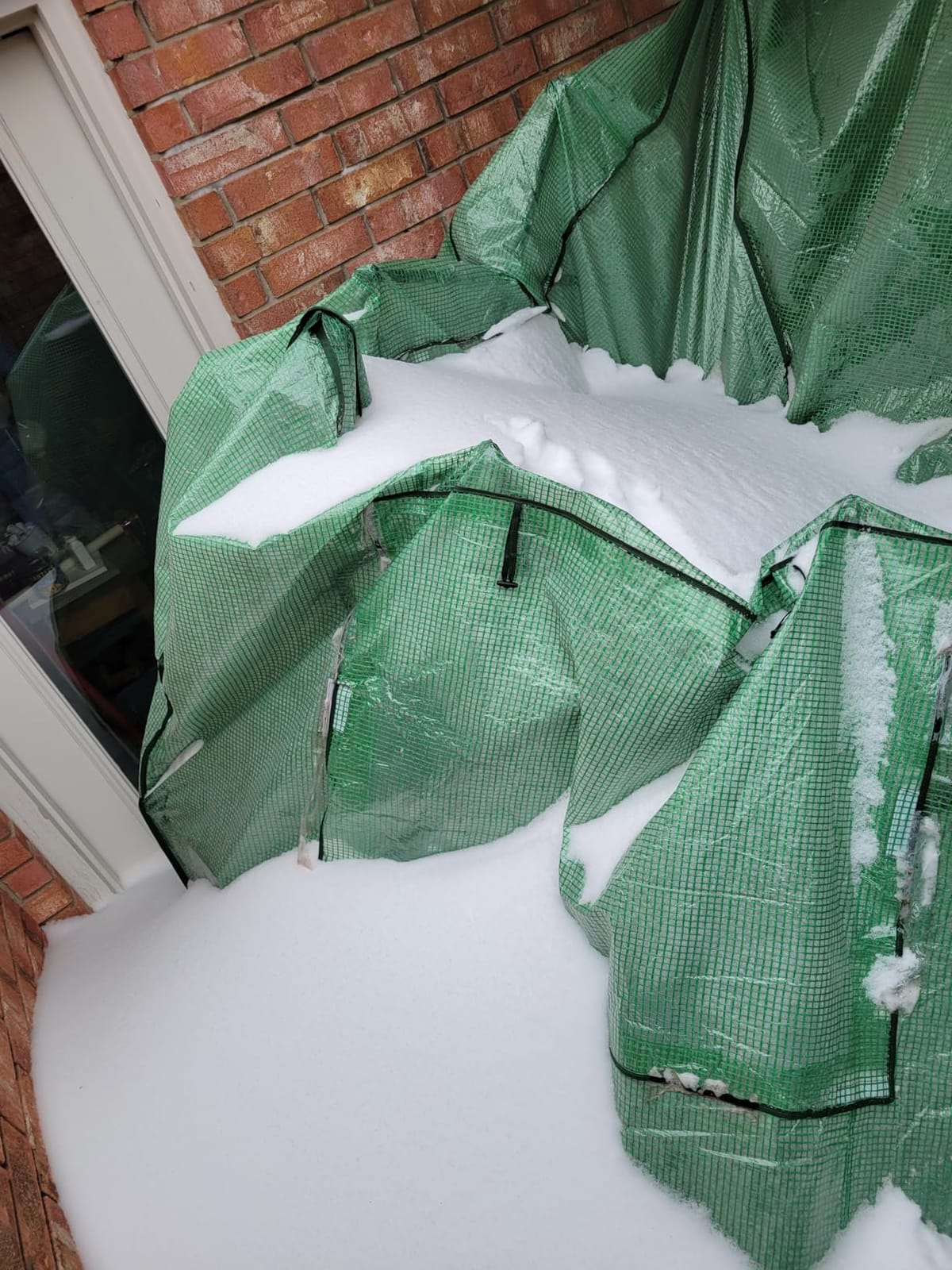 EAGLE PEAK 8x6 Easy Setup Pop Up Greenhouse, Clear/Green customer photo 1