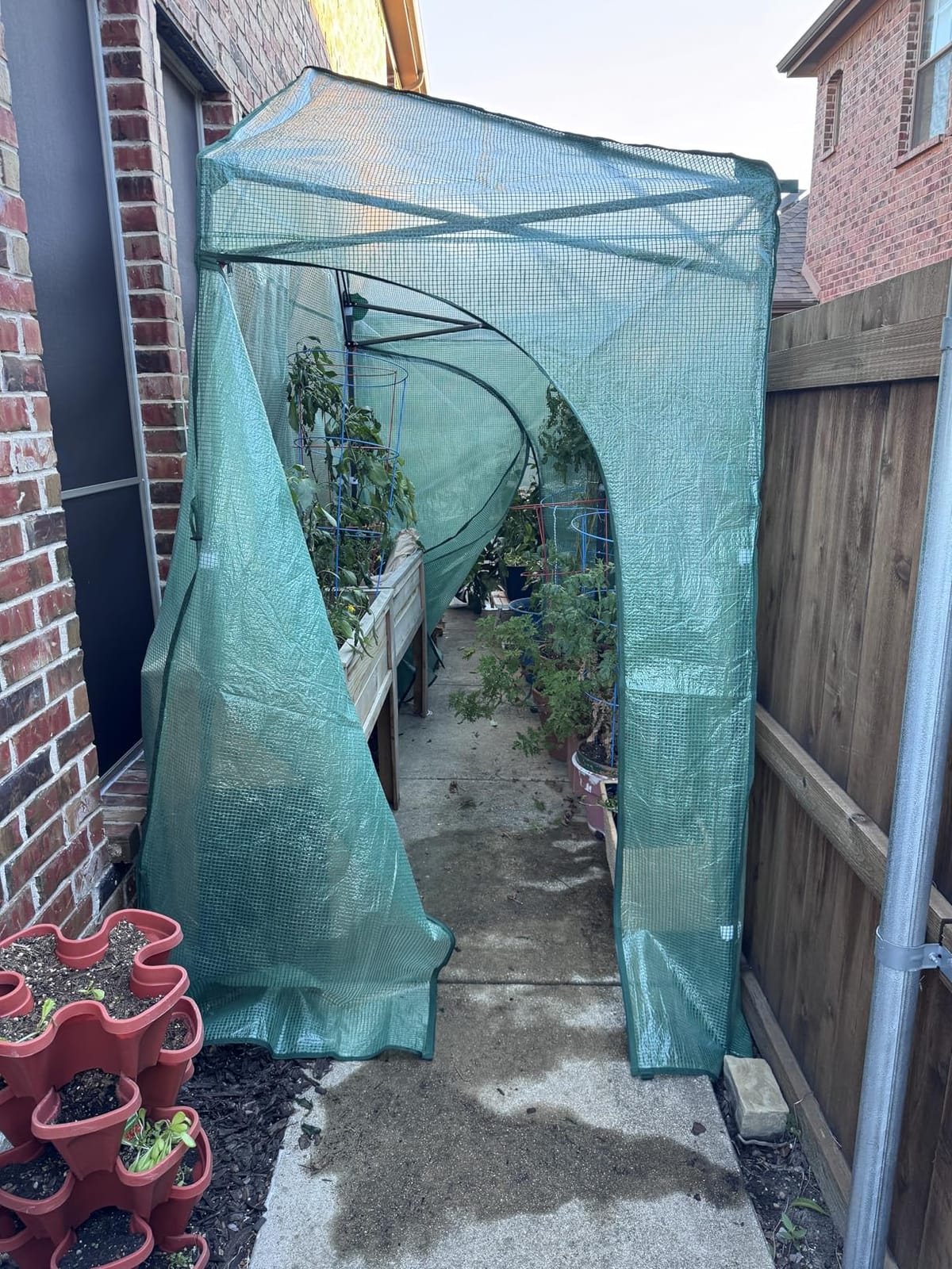 EAGLE PEAK 8x6 Easy Setup Pop Up Greenhouse, Clear/Green customer photo 2