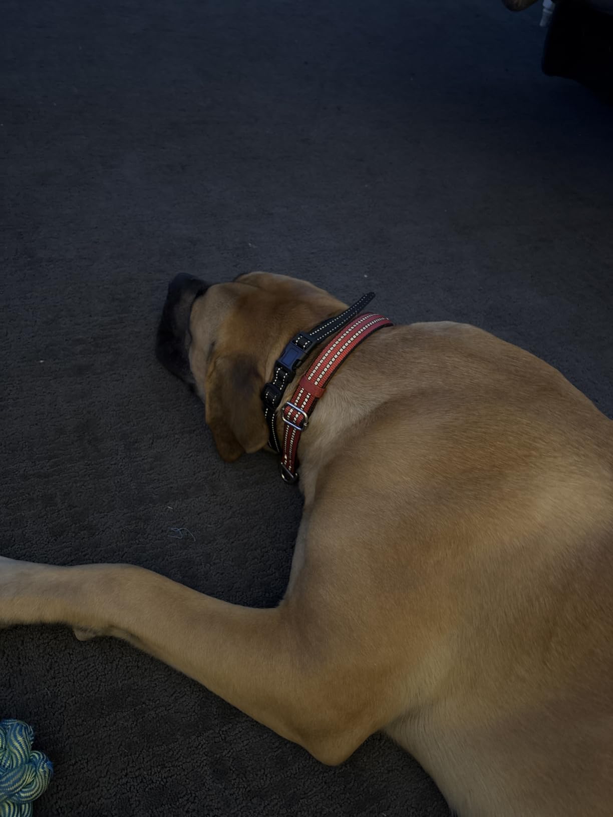 INVIROX Dog Training Collar with Remote, Shock Collar for Dogs, 3300 ft customer photo 1