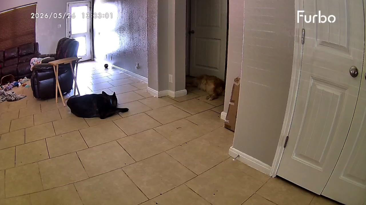 Furbo 360° Dog Camera [Core Features, No Ongoing Cost] customer photo 1
