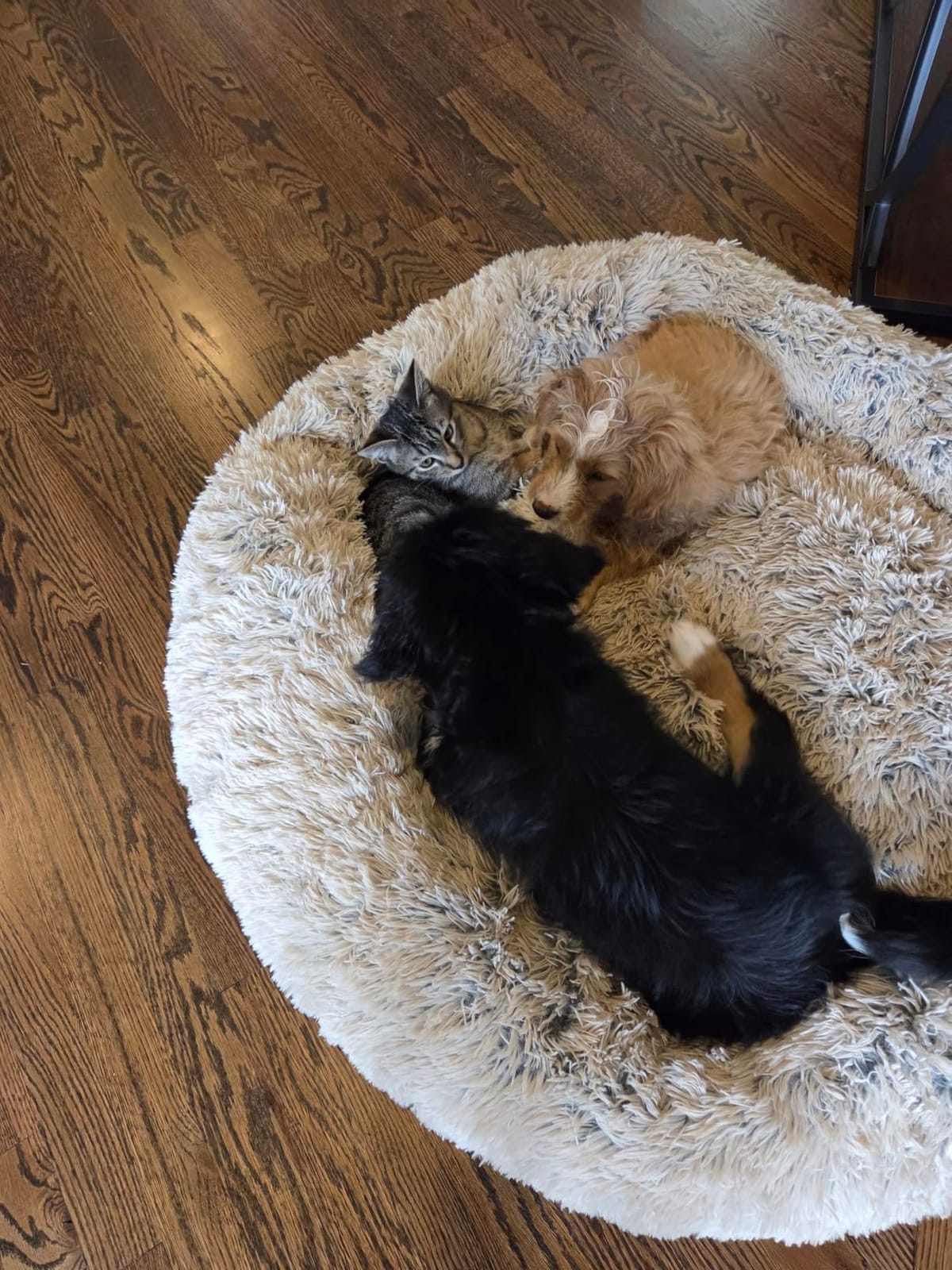 Best Friends by Sheri Original Calming Donut Dog Bed, Oyster, Medium, 30