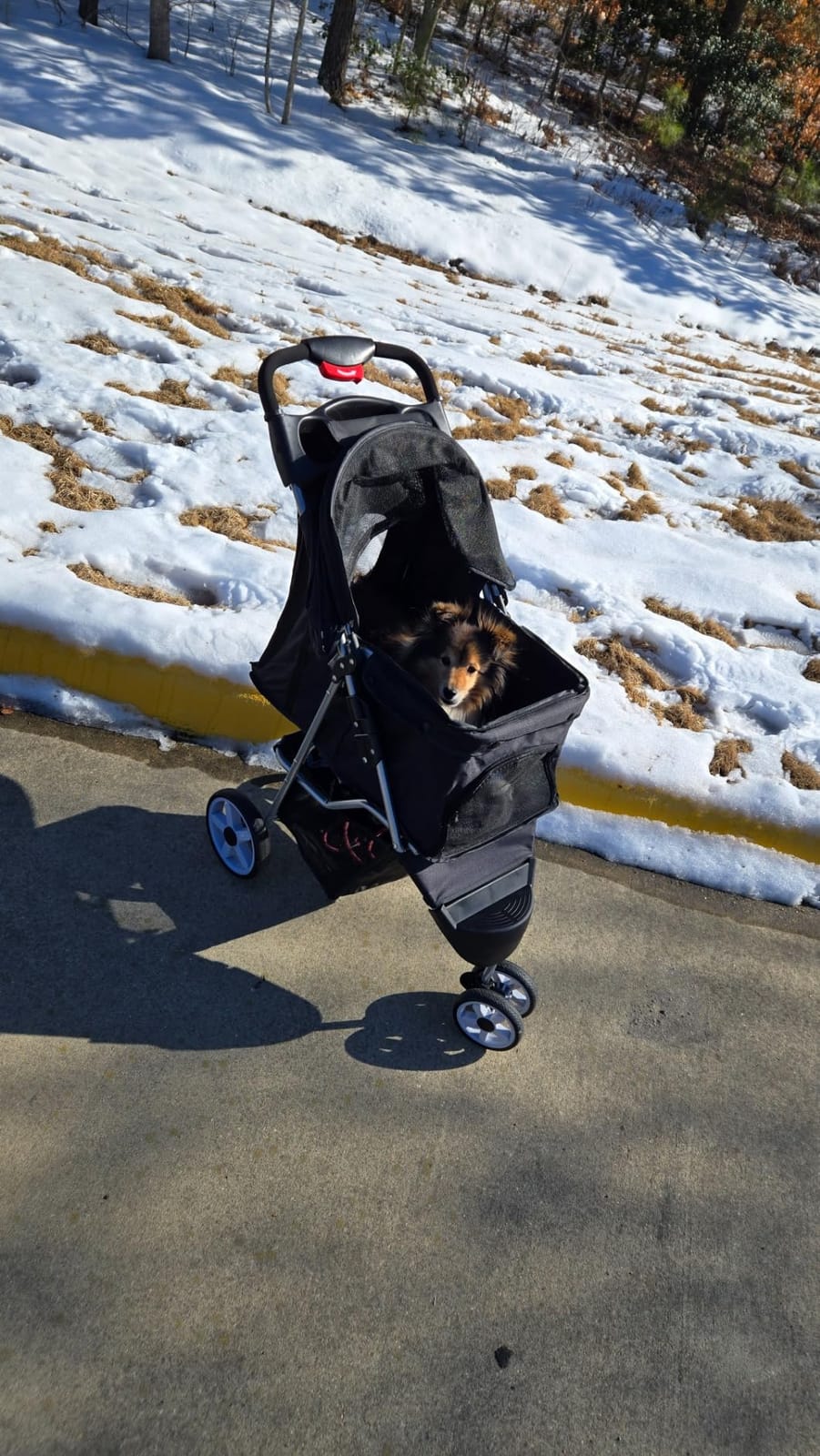 Foldable Pet Stroller for Cats and Dogs 3 Wheels Carrier Strolling Cart with Weather Cover, Storage Basket + Cup Holder (Black) customer photo 1