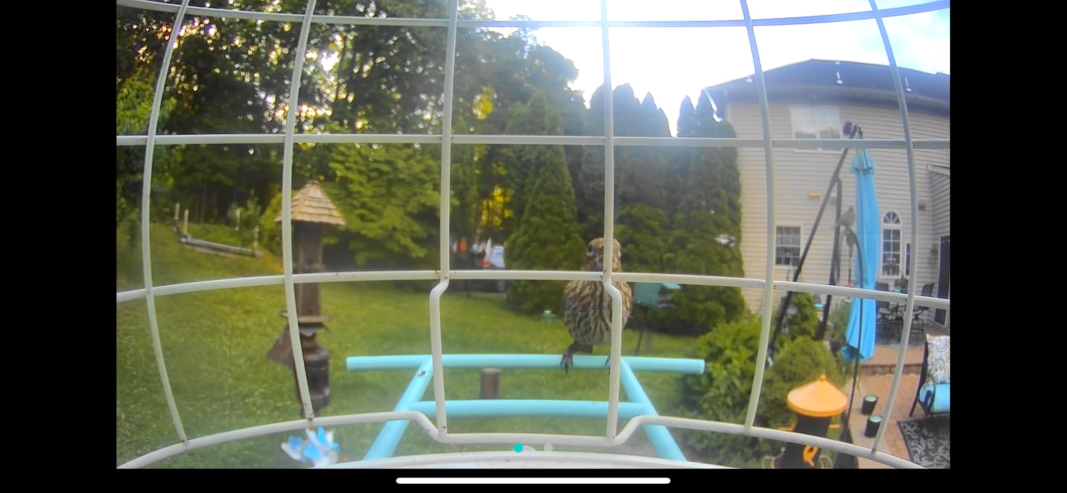 NETVUE by Birdfy Smart Bird Feeder with 2K AI Camera customer photo 2
