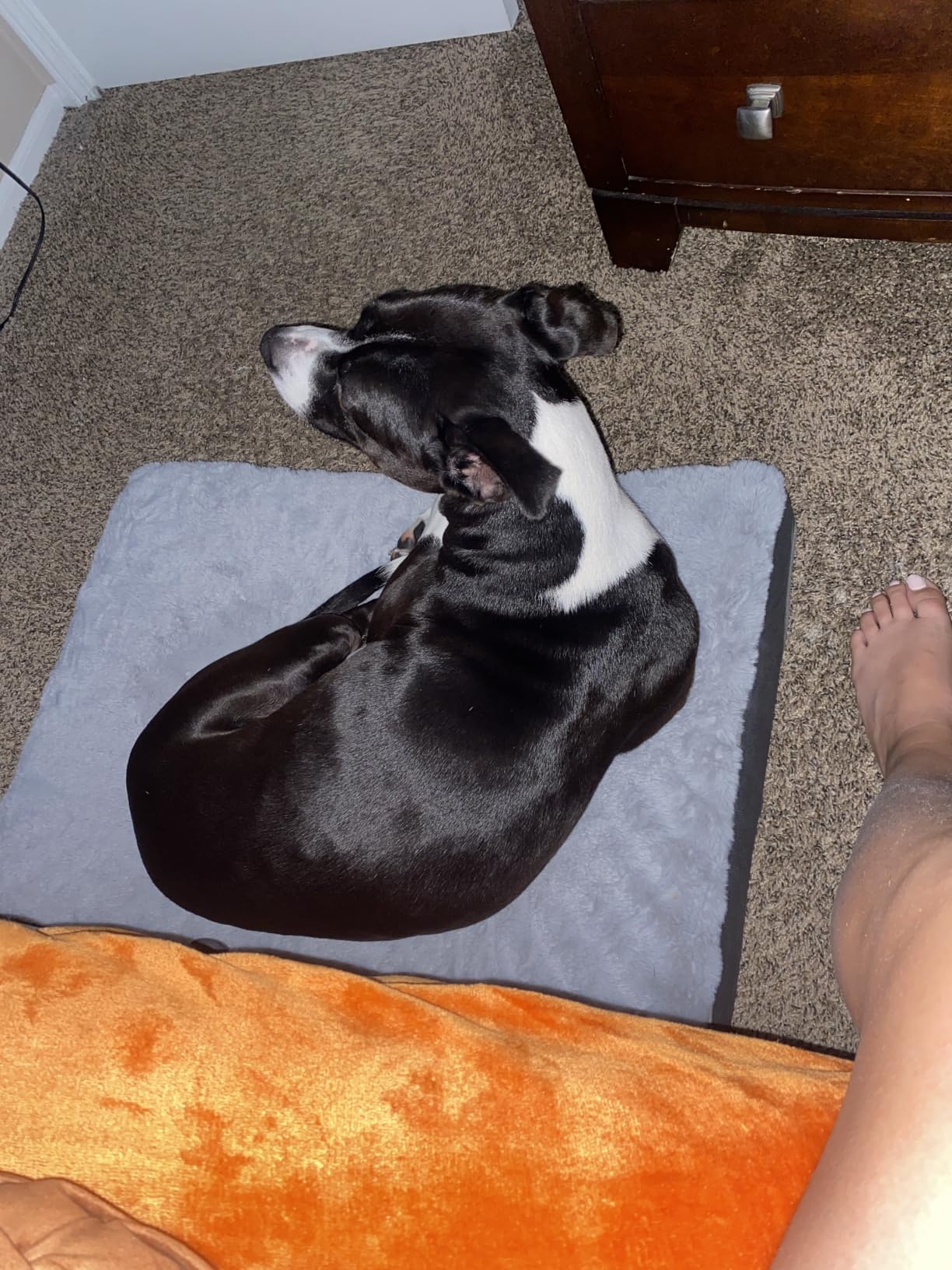 Sunheir Washable Orthopedic Large Dog Bed with Removable Cover, Pet Bed Mat customer photo 2