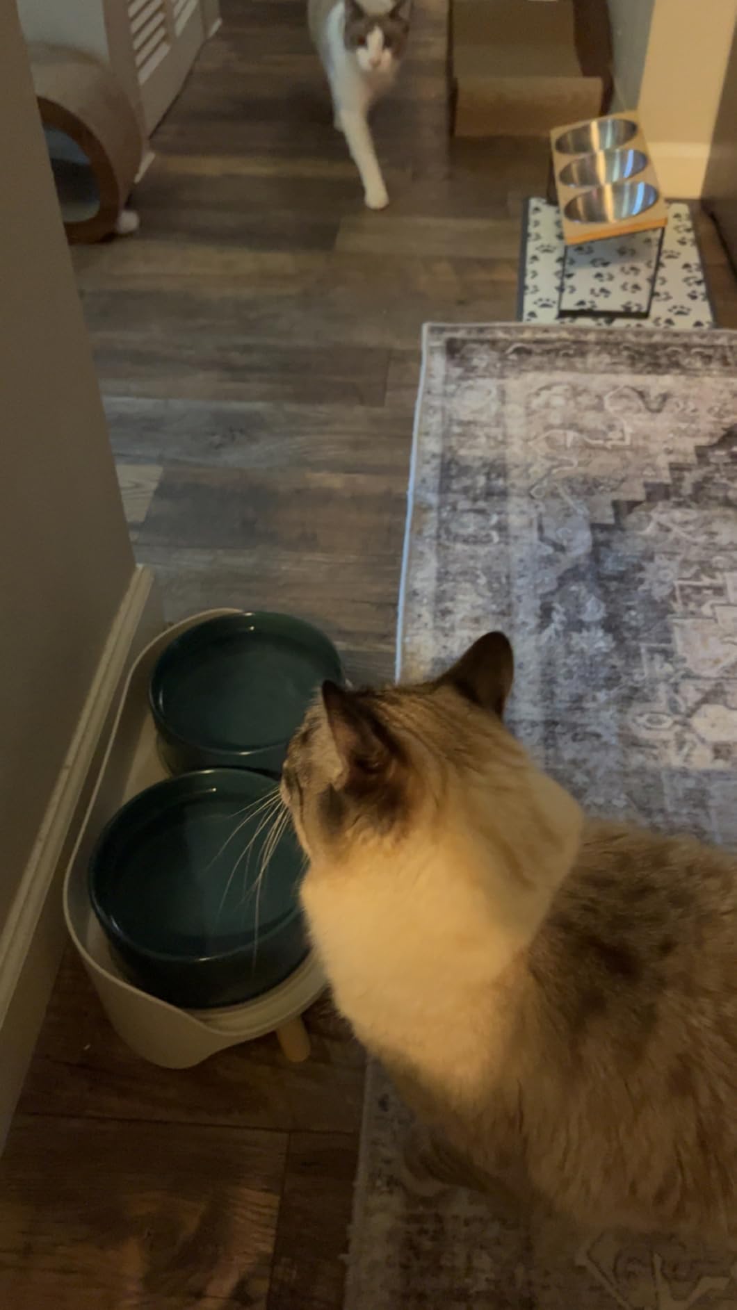 Elevated Ceramic Dog Bowl Set - Double Dog Feeding Bowls with Stand Splash Proof - Raised Dishes for Food and Water - Ideal for Small to Medium Dogs - 2 x 720 ml - 11.3 oz - White customer photo 2