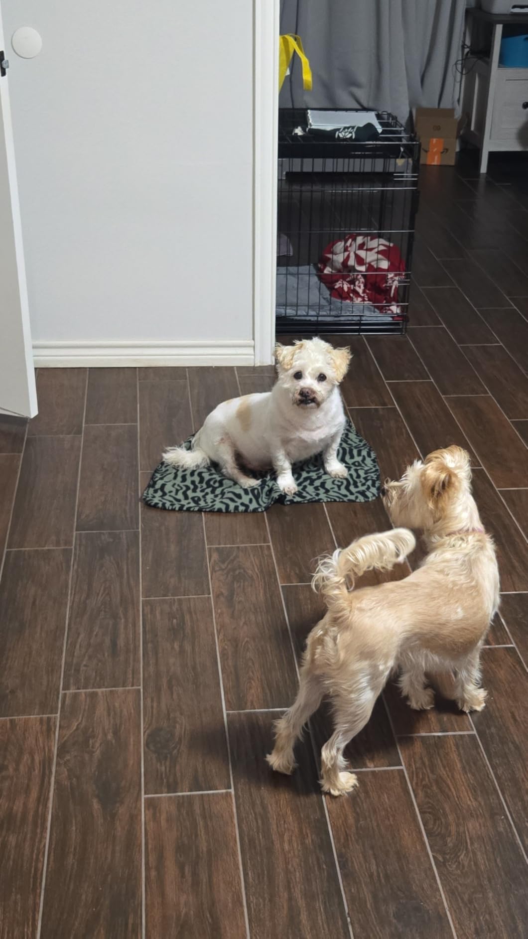 Dog Age Test - At-Home DNA Methylation Test to Estimate Dog’s Age customer photo 1
