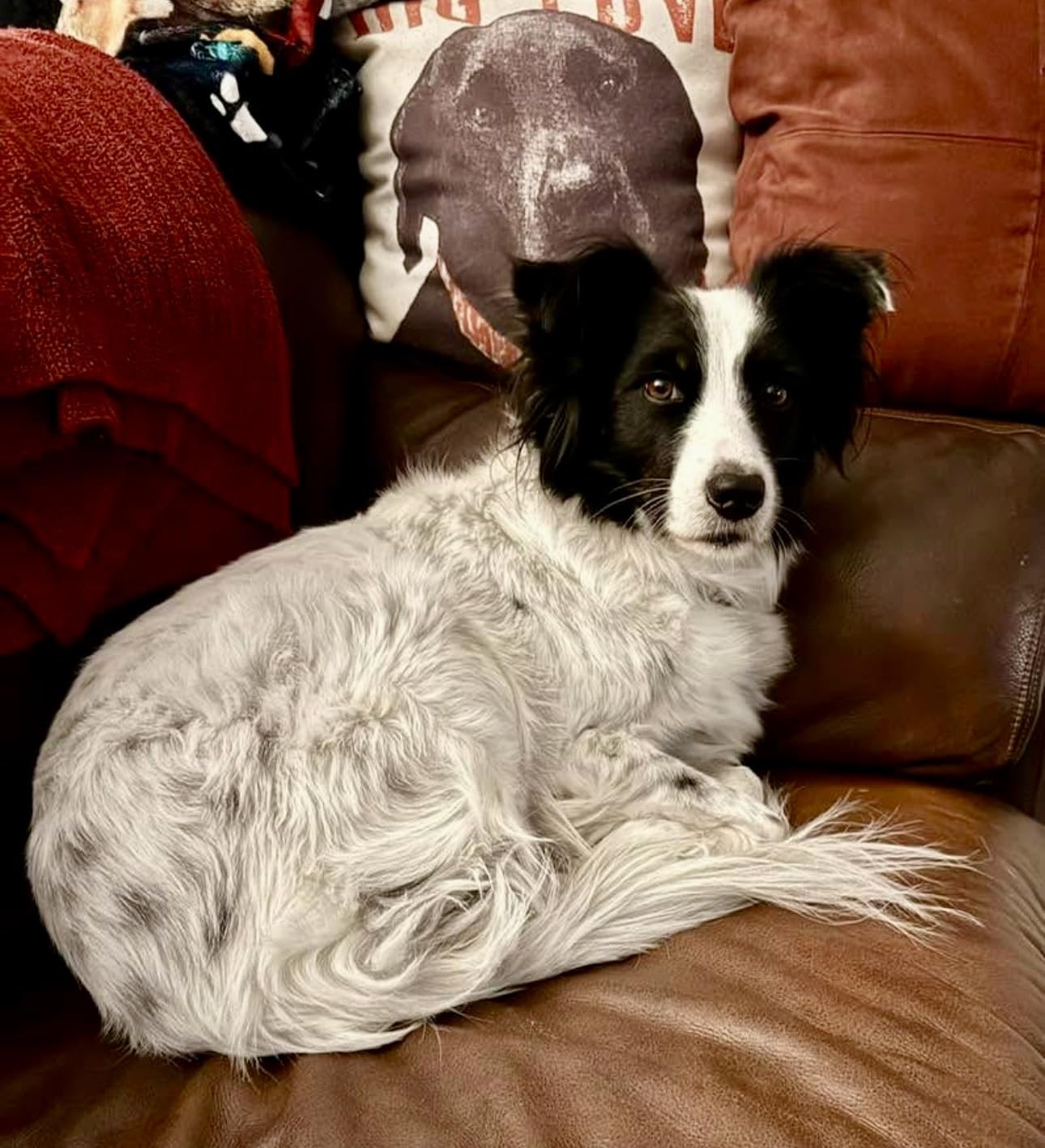 Dog Age Test - At-Home DNA Methylation Test to Estimate Dog’s Age customer photo 2