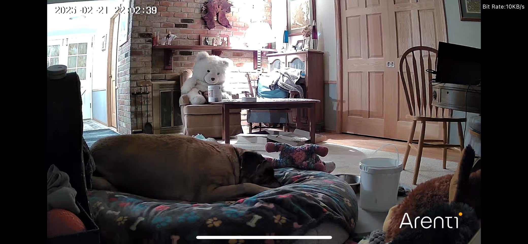 ARENTI 4MP Pet Camera P2Q, 5G WiFi 6 Indoor Security Camera, Free Phone App customer photo 1