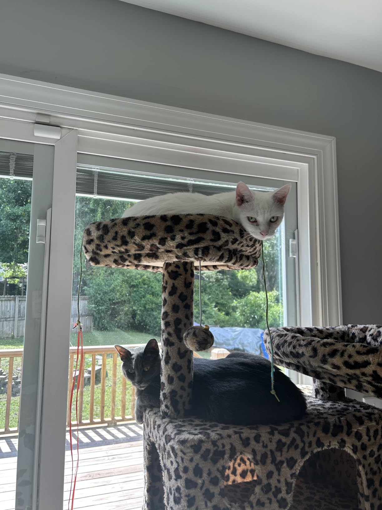 SHA CERLIN 65in Larger Cat Tree Tower Condo for Indoor Kitties/Multi-Level Furniture Activity Center with Wide Base/Cozy Plush Cat Perches/Baskets/Sisal Scratching Posts and Hammock/Beige customer photo 1