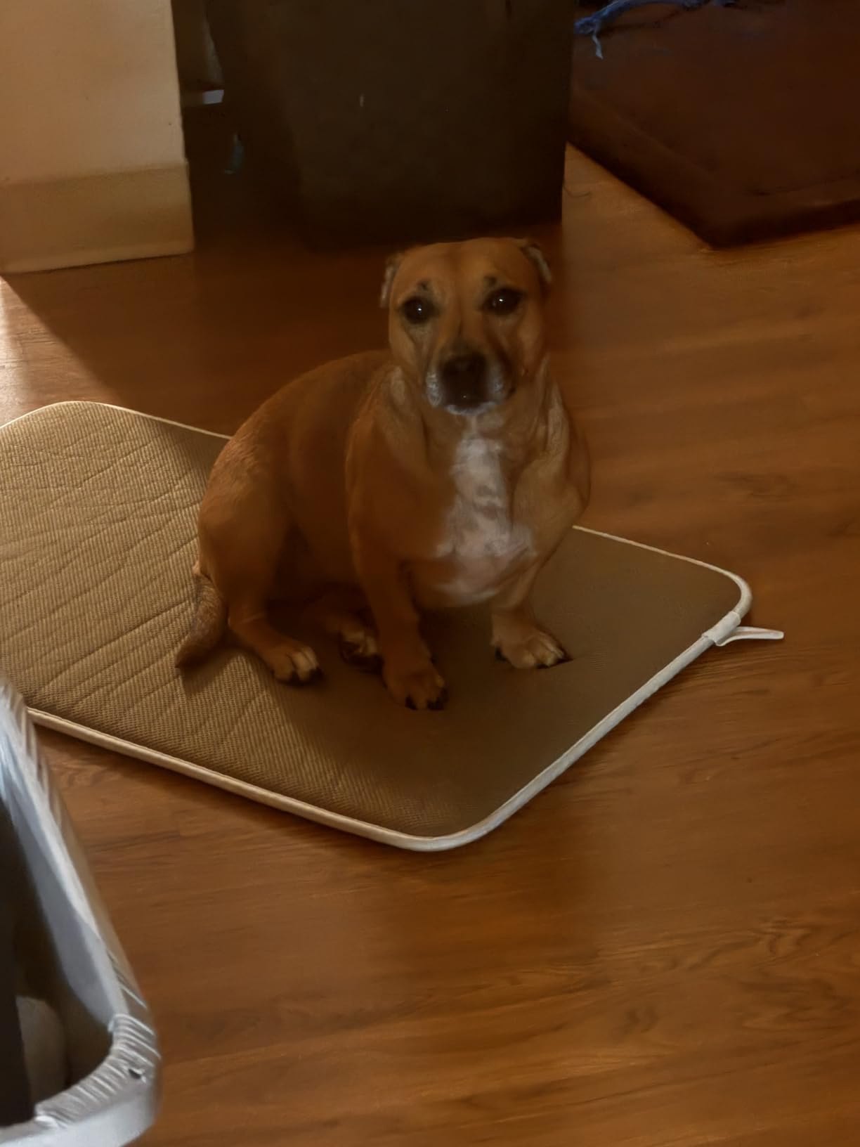 XIAZ Elevated Dog Bowls Large Breed Raised Dogs Bowl Stand Large/Medium Sized Dog Stainless Steel Food Water Bowl Stands 5 Heights Adjustable 9/11/12/14in Black Pet Feeder Dish Station customer photo 2