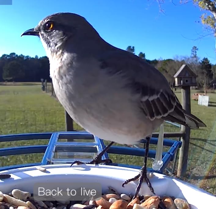 Fazoxo Bird Feeder with Camera,Birds House Camera,Solar Powered,AI Bird ID customer photo 1