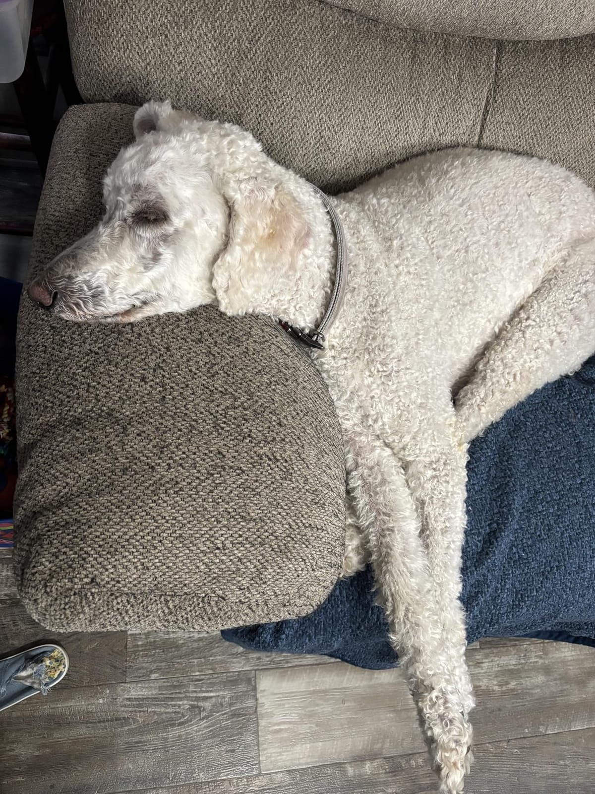 Professional Dog Clippers for Grooming Thick Curly Matted Coats customer photo 1