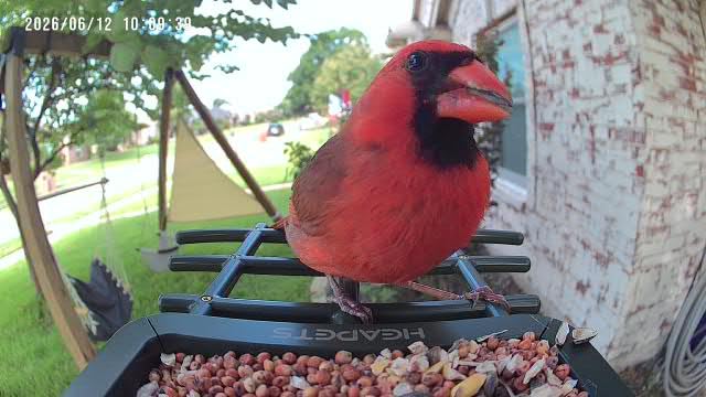 Smart Bird Feeder with Camera Solar Powered, 2K HD Video, AI Bird Species Identification, Instant Arrival Alerts, Weatherproof Design for Effortless Birdwatching, Best Gift for BirdLovers, Red customer photo 2