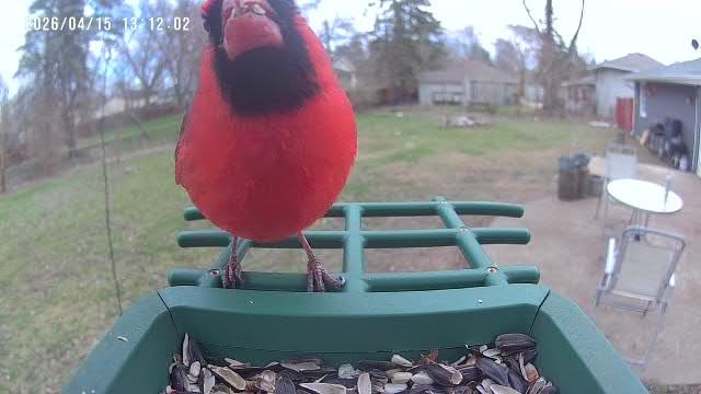 PeckCam® Bird Feeder with Camera Solar Powered 2K Live Video Auto Capture customer photo 1