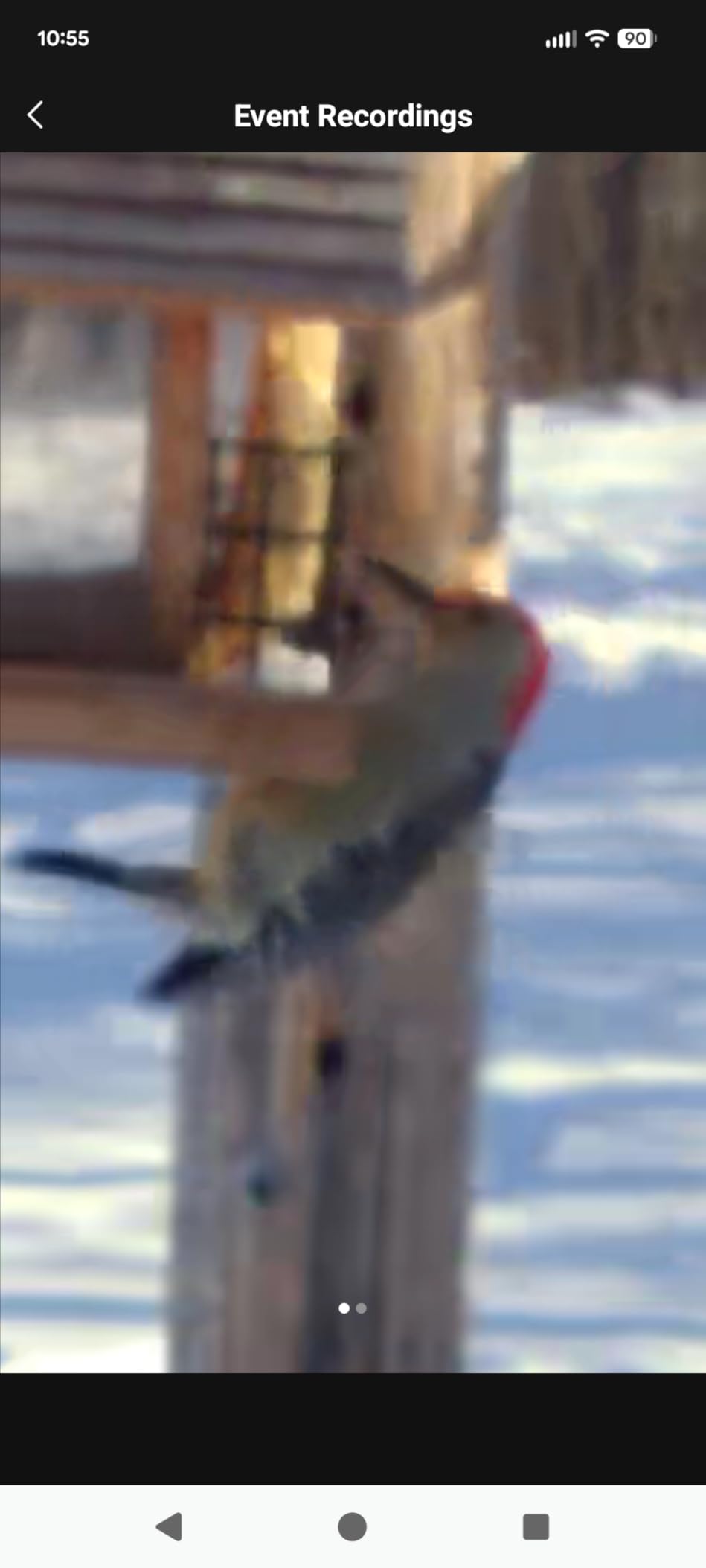 4K Smart Bird Feeder with Camera,No Subscription,Solar Powered customer photo 1