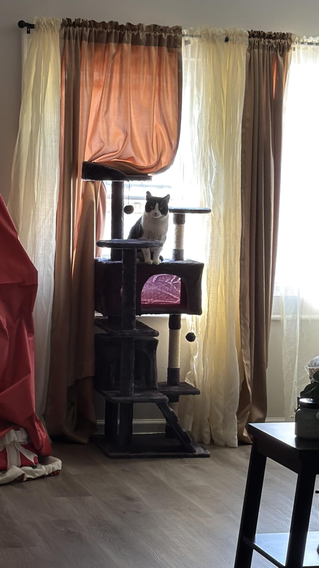 BestPet | 54