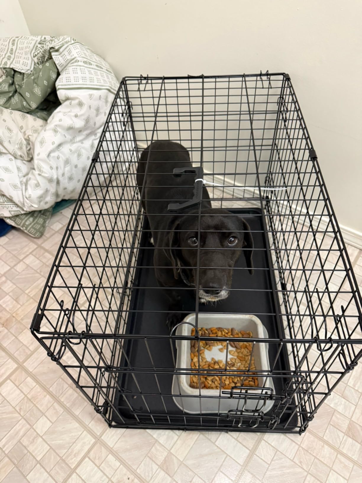 DUMOS 24 Inch Dog Crate, Foldable Puppy Small Dog Cage Pet Kennel customer photo 2