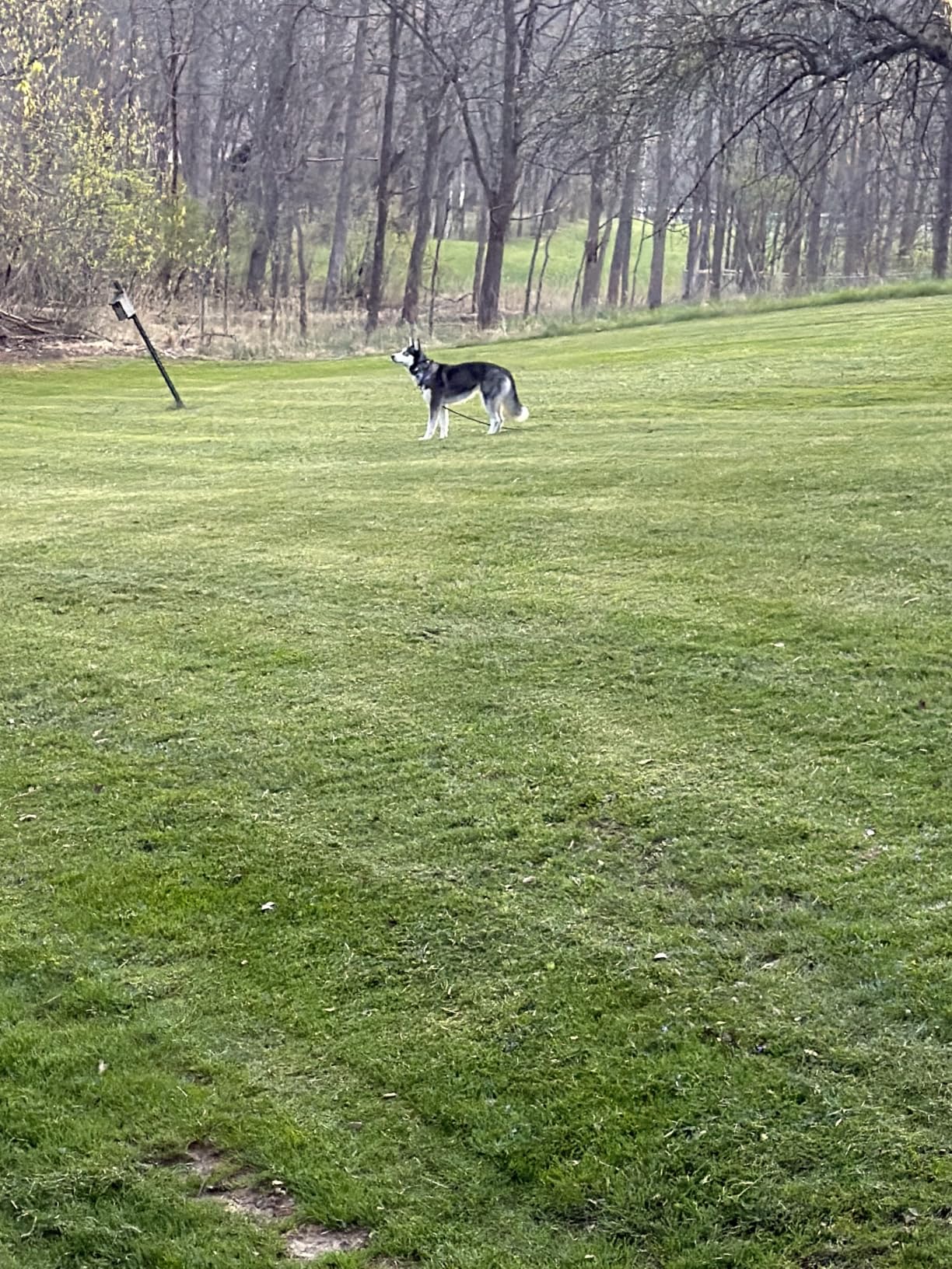 SpotOn Nova GPS Dog Fence Collar, App-Controlled Wireless Fence customer photo 1