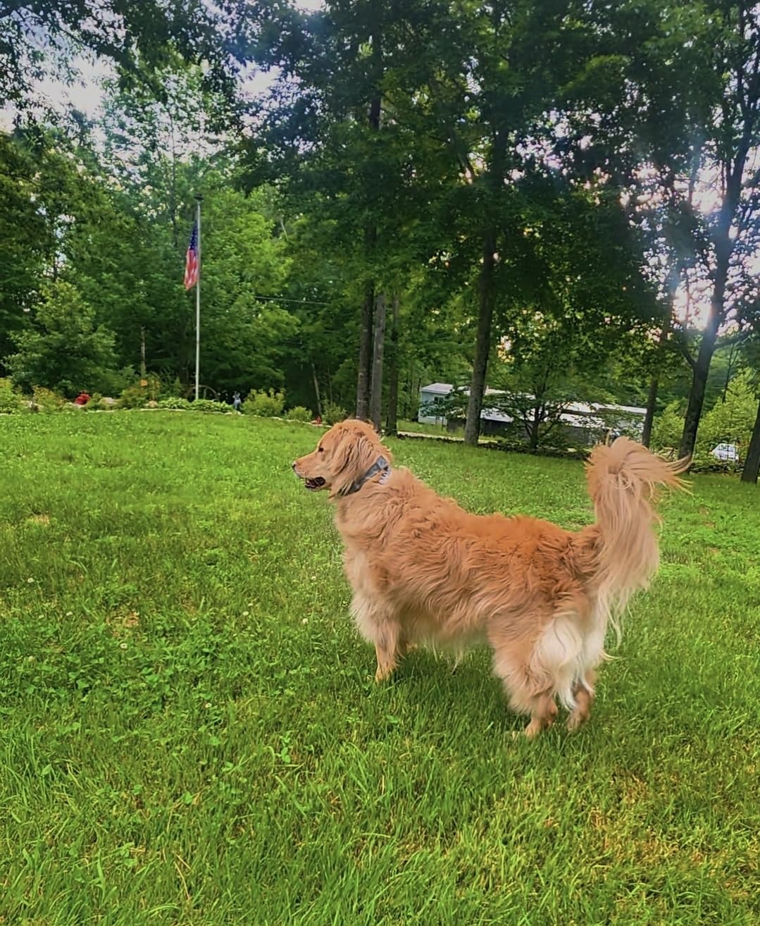 SpotOn Nova GPS Dog Fence Collar, App-Controlled Wireless Fence customer photo 2