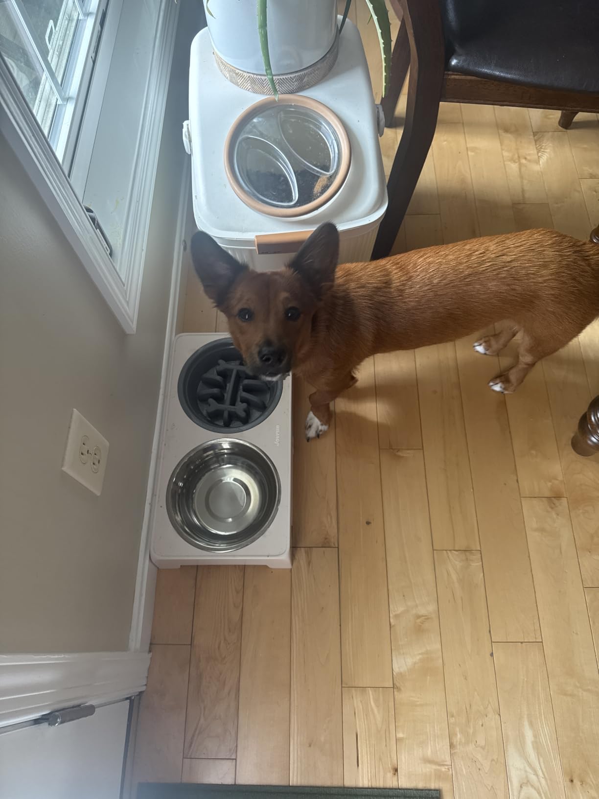 Jovrun Elevated Dog Bowls for Medium Large Size Dogs, Non-Slip Dog Feeder with 2 Stainless Steel Dishes, 5 Heights Adjustable Raised Bowls to 3.15″-8.66″-9.84″-11.02″-12.2″ customer photo 1