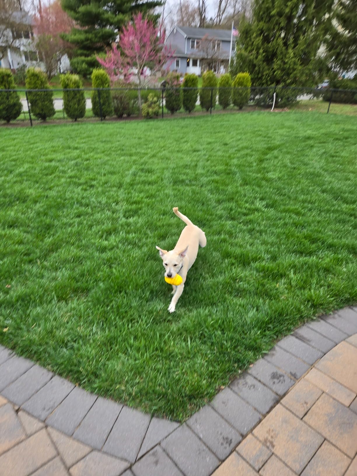 Htcuto Wireless Dog Fence System for 2 Large Medium Dogs (Pink 1V2 Fence) customer photo 2