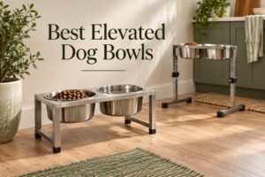 Best Elevated Dog Bowls